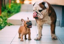 cachorro de Bulldog ingles junto a su madre