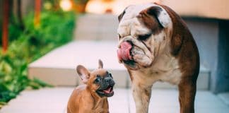 cachorro de Bulldog ingles junto a su madre