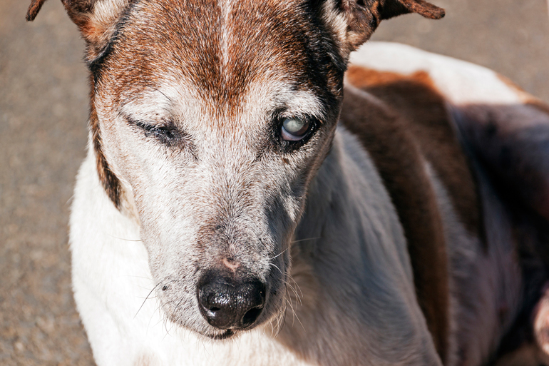 Perro-ciego-afectado-por-glaucoma