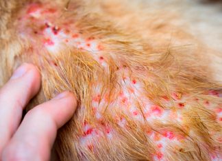 dermatitis entre el pelo de un perro