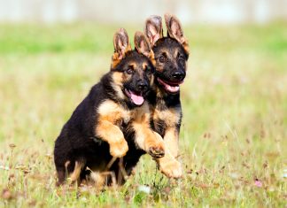 dos cachorros de pastor aleman jugando