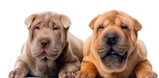 dos perros de raza shar pei de diferente color