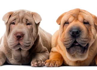 dos perros de raza shar pei de diferente color