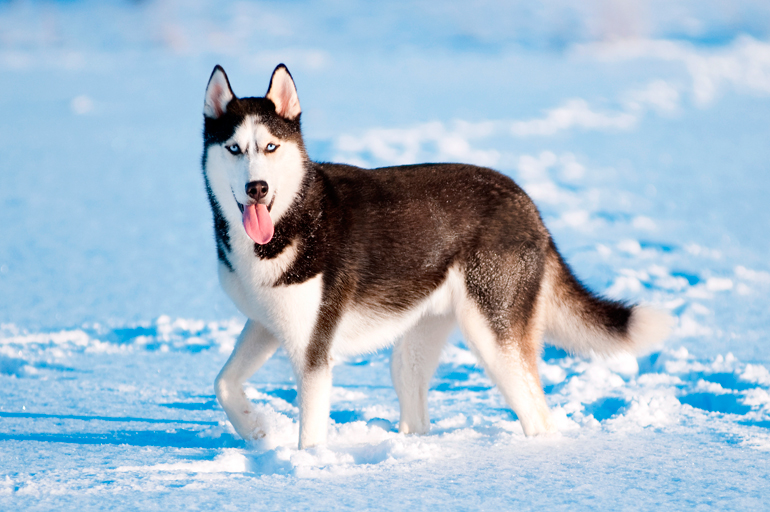 TODO lo necesitas sobre la raza Husky Siberiano: Guía completa