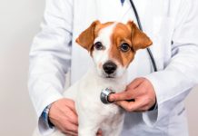 perro con cardiopatia en veterinario