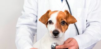 perro con cardiopatia en veterinario