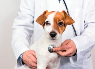 perro con cardiopatia en veterinario