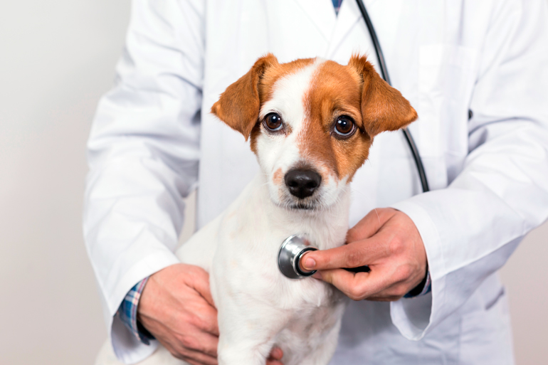 perro-con-cardiopatia-en-veterinario