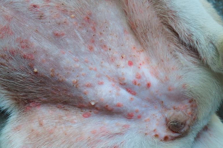 Conmoción menta Cambiable Causas y tipos de dermatitis en perros