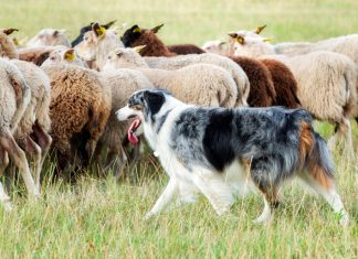 perro pastoreando ovejas