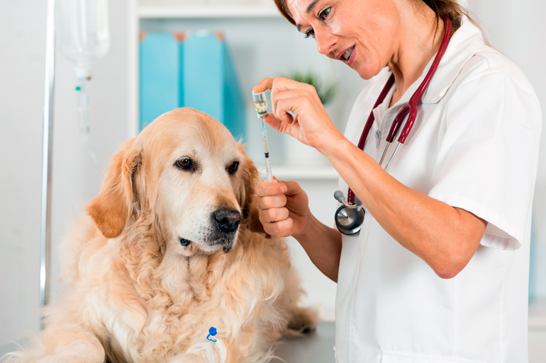 perro-vacunandose-contra-la-rabia