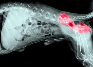 radiografia de perro con displasia de cadera