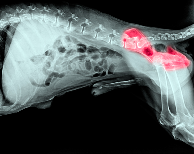 gorra fenómeno bronce Displasia de cadera en canes - Origen y síntomas