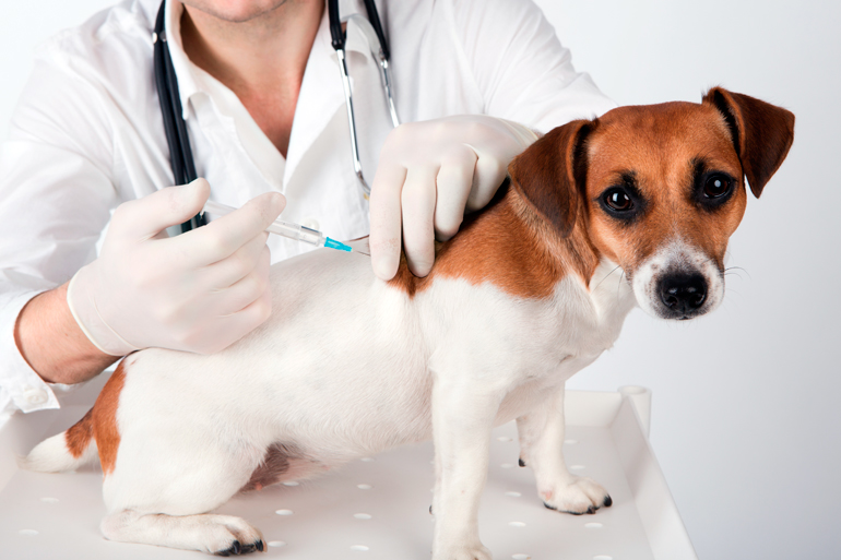 vacuna-polivalente-en-un-perro