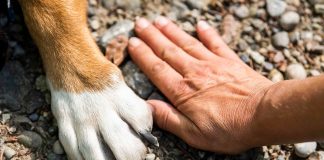 mano humana junto a pata de perro