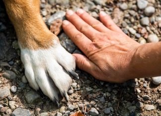 mano humana junto a pata de perro