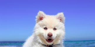 perro blanco bajo el sol