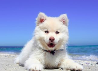 perro blanco bajo el sol