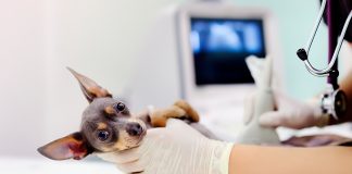 revision de parasitos internos en perros