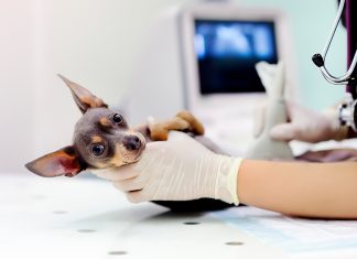 revision de parasitos internos en perros