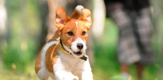 Historia de la raza Parson Russell terrier