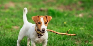 Origen de la raza Jack Russell Terrier