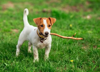 Origen de la raza Jack Russell Terrier