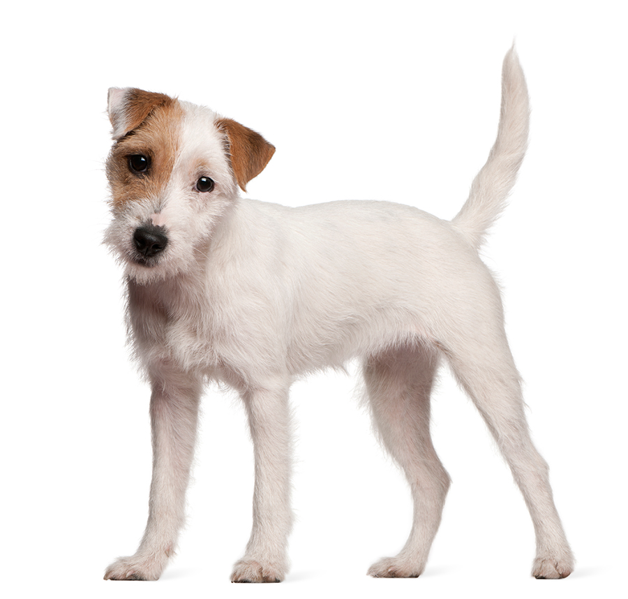 Parson Russell terrier