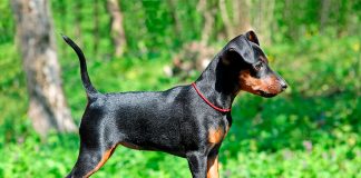 Pinscher miniatura