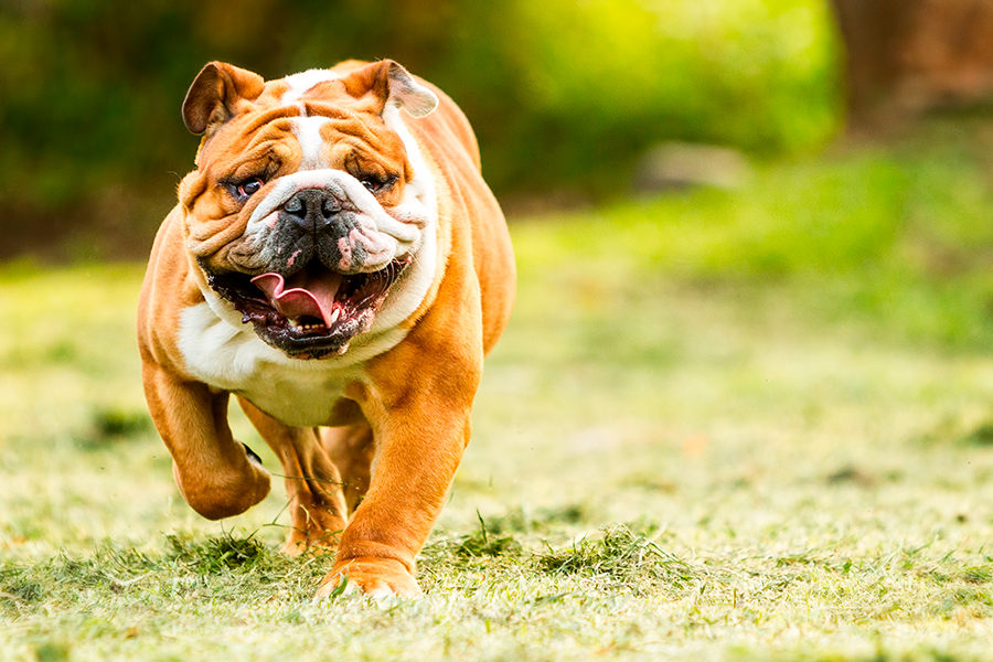 bulldog ingles corriendo