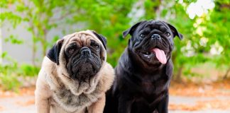 historia de la raza PUG