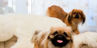 origen de la raza Pekines