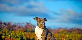 origen del American Pit Bull Terrier