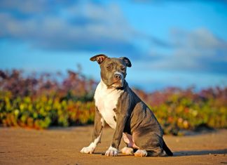 origen del American Pit Bull Terrier