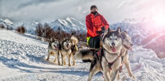 origen del husky siberiano