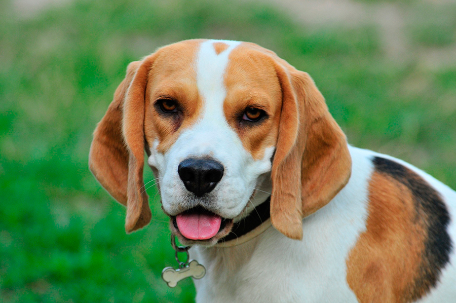 perro Beagle