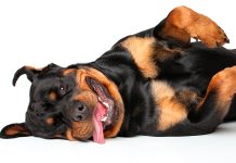 perro Rottweiler