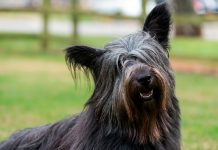 perro de raza Skye terrier