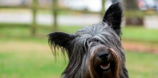 perro de raza Skye terrier