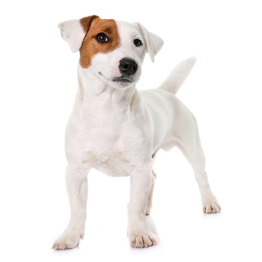 raza Jack Russell Terrier