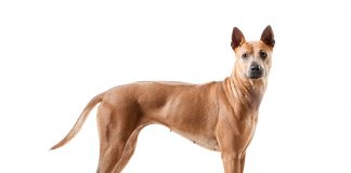 ejemplar de Thai Ridgeback