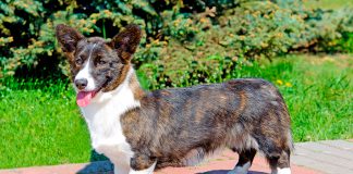 historia de la raza Corgi Gales