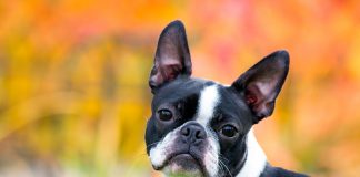 origen de la raza Boston Terrier