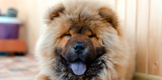 origen de la raza Chow Chow