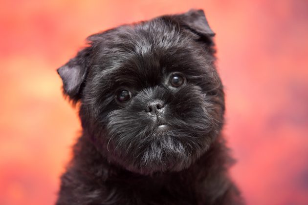 Historia Y Origen De La Raza Affenpinscher