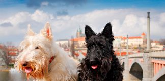 historia de la raza Terrier Checo