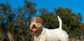 historia del Sealyham Terrier