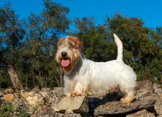 historia del Sealyham Terrier