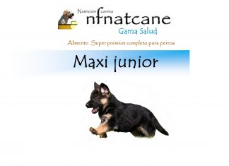 maxi junior