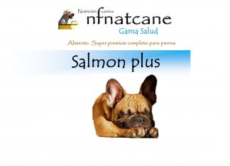 salmon